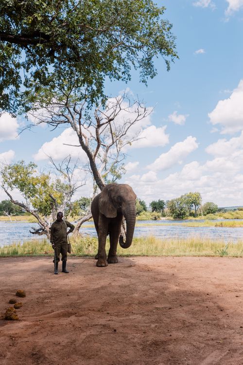 Free A serene wildlife scene featuring an African elephant and a guide by a river, capturing the essence of safari. Stock Photo
