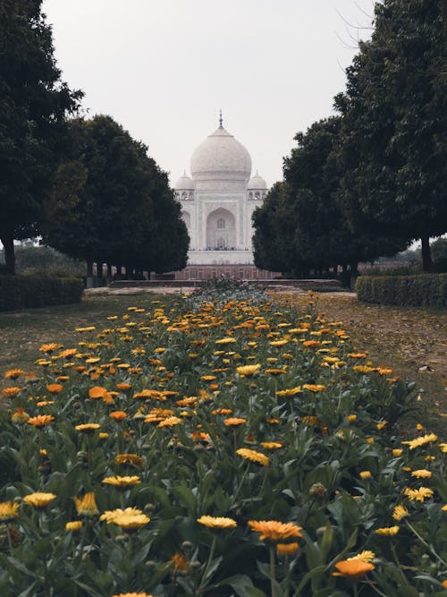 Imagine de stoc gratuită din exterior de clădire, flori, fotografiere verticală