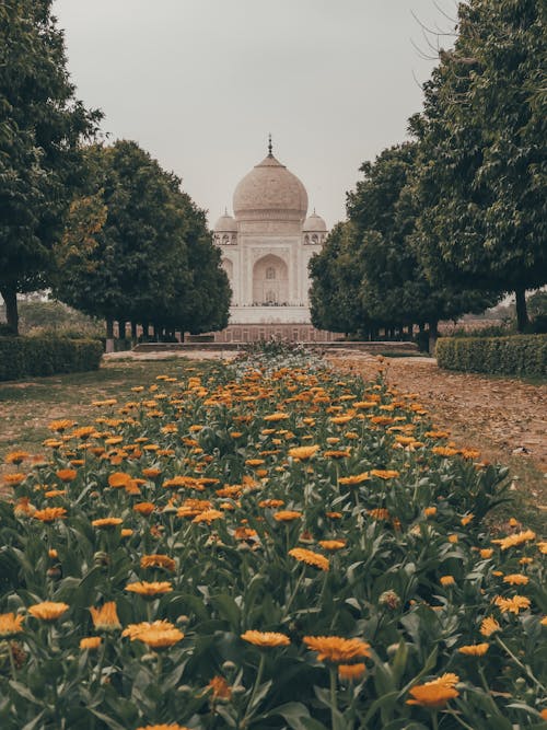 Imagine de stoc gratuită din agra, culorile din india, India