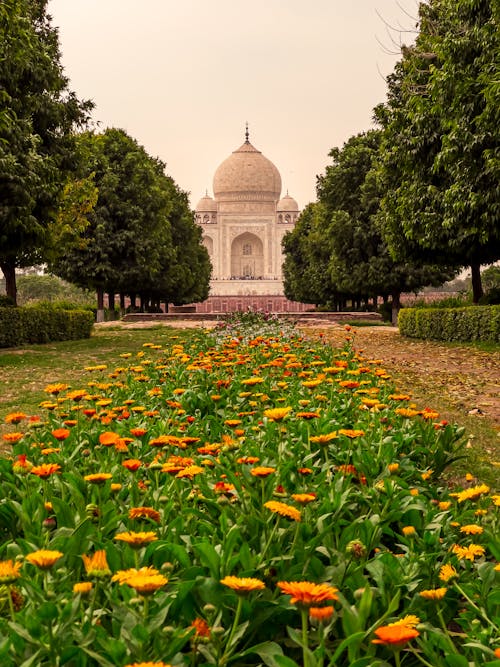 Imagine de stoc gratuită din agra, culorile din india, India