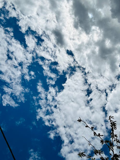 Kostenloses Stock Foto zu baum, blauer himmel, himmel