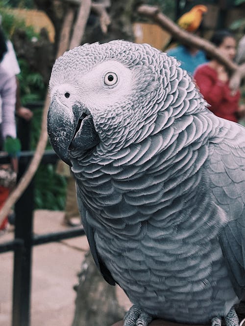 Close up of Grey Parrot