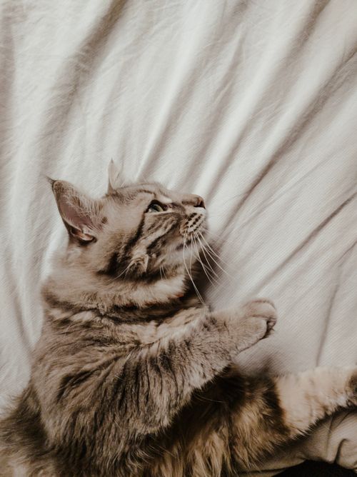 Free A fluffy tabby cat lounging comfortably on a soft bed, showcasing its serene side profile. Stock Photo