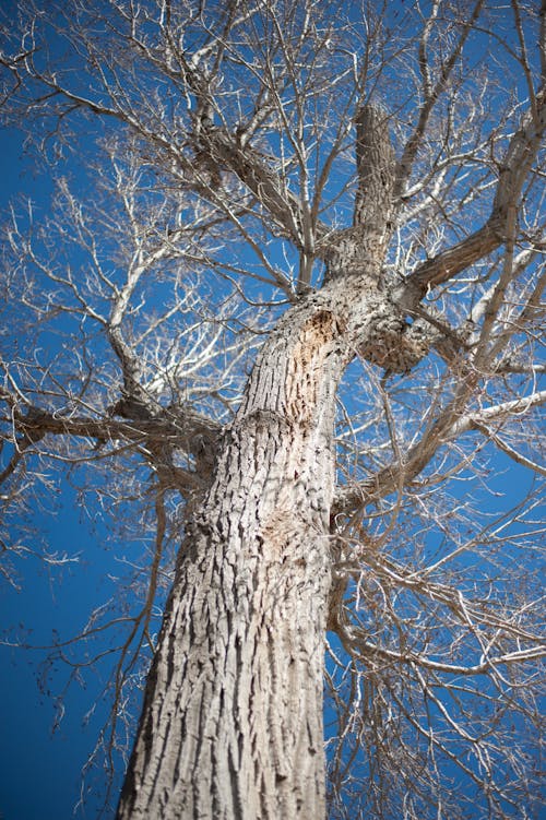 Close up of Withered Tree