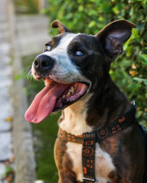 Free Portrait of a happy dog with tongue out, sitting outdoors on a sunny day. Stock Photo