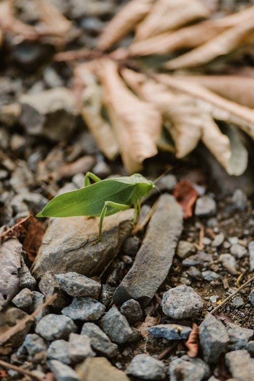 Grasshopper on Ground