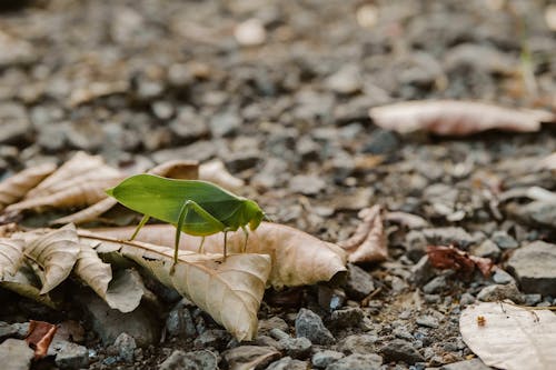 Grasshopper on Ground