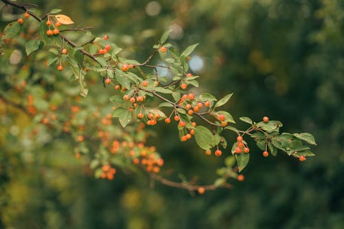 Close-up of a Shrub with Small Red Berries 