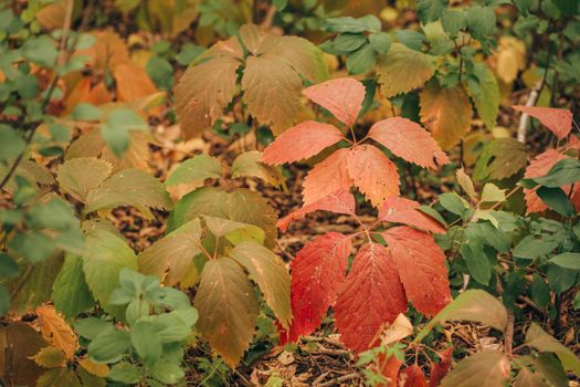 Close-up of Colorful Leaves of Small Plants in a Forest in Autumn 
