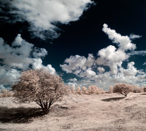 Photos gratuites de arbres, ciel, fausses couleurs