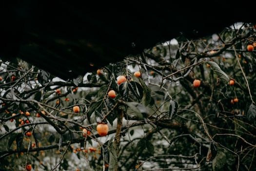 Round Orange Fruits