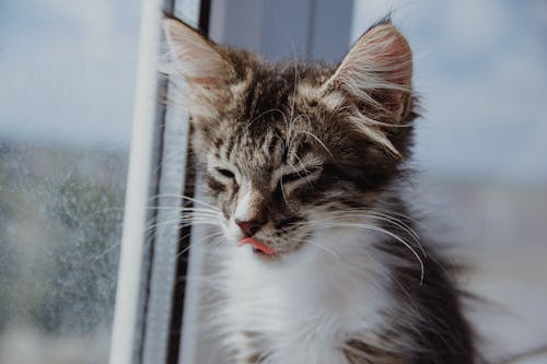 Close-up of a Kitten Sitting by the Window 
