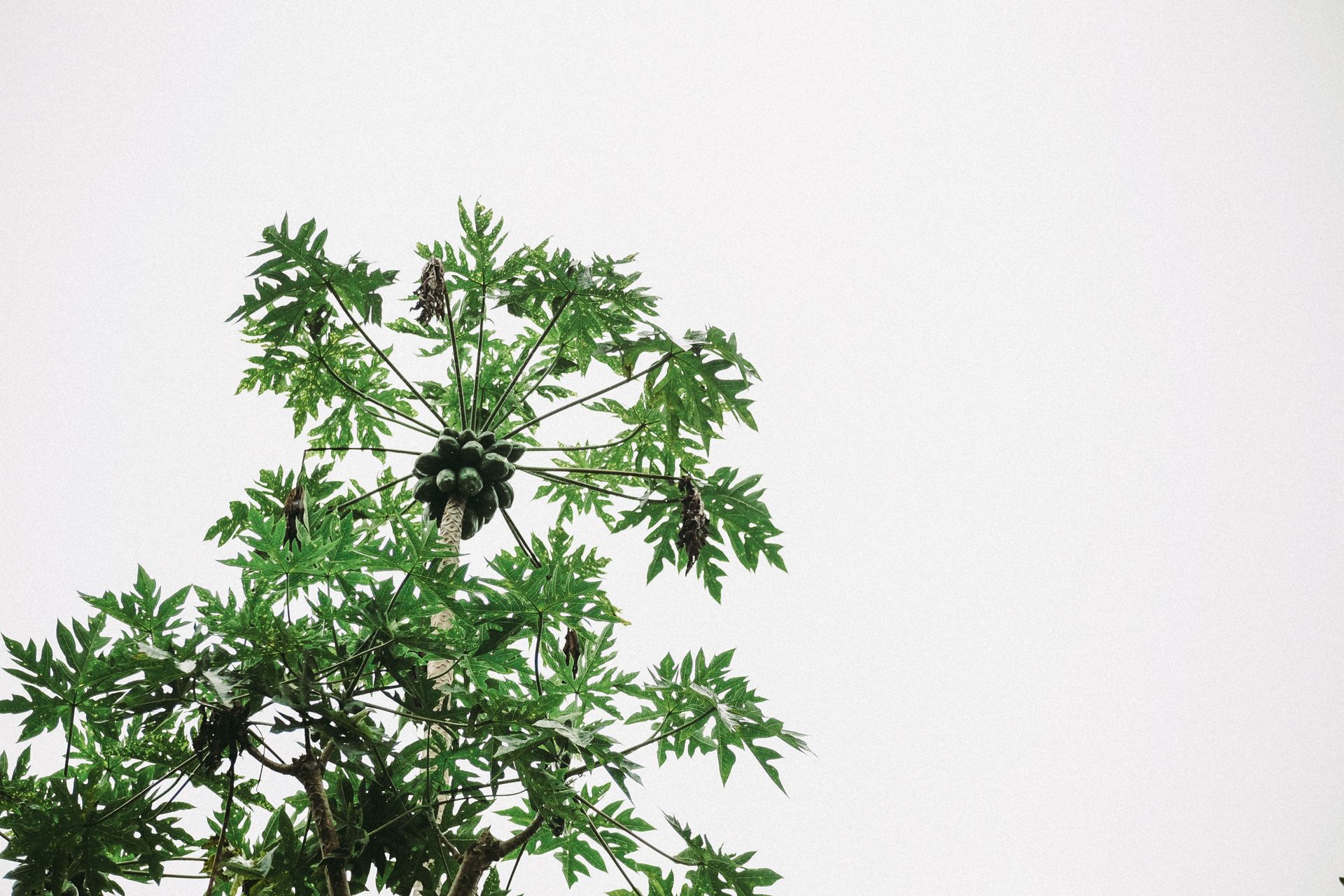 Papaya tree with lush green leaves and fruit against a clear sky, showcasing tropical nature.