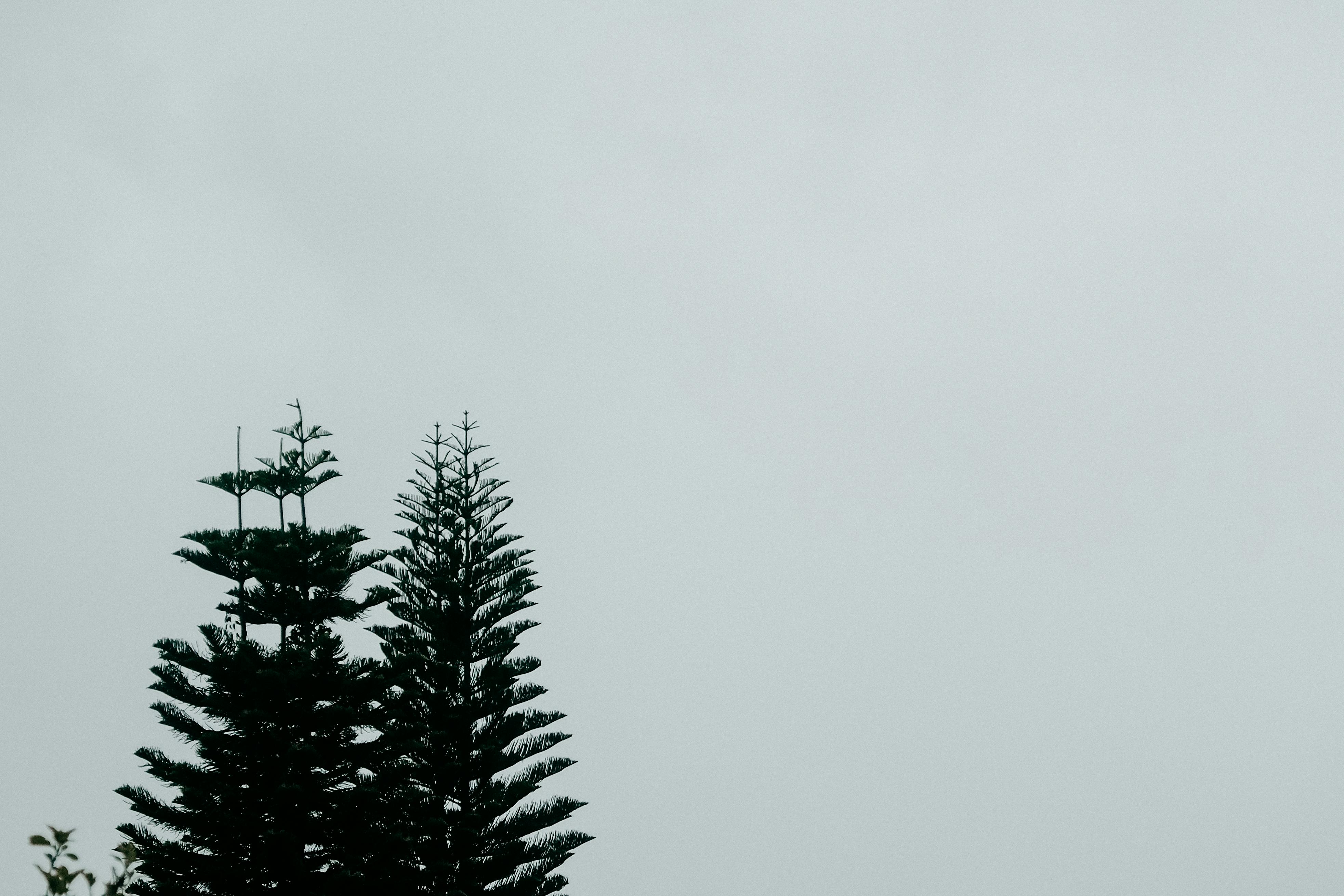雾天映衬下，松树的剪影捕捉到了大自然宁静而神秘的本质