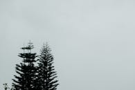 雾天映衬下，松树的剪影捕捉到了大自然宁静而神秘的本质