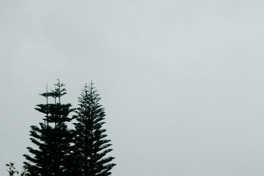 雾天映衬下，松树的剪影捕捉到了大自然宁静而神秘的本质