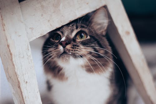 Close-up of a Cat between Wooden Parts of Furniture 