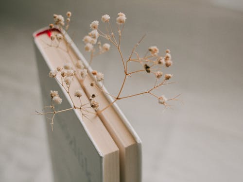 Close-up of a Delicate Flower Stuck between Book Pages 