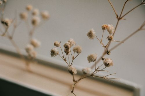 Free Close-up of delicate white flowers on a windowsill with a soft, muted background in selective focus. Stock Photo