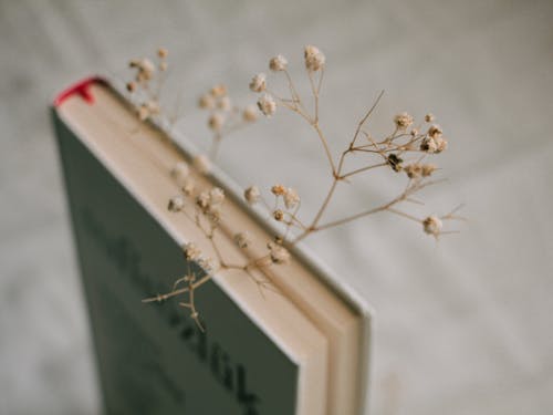 Thin Plant in Book