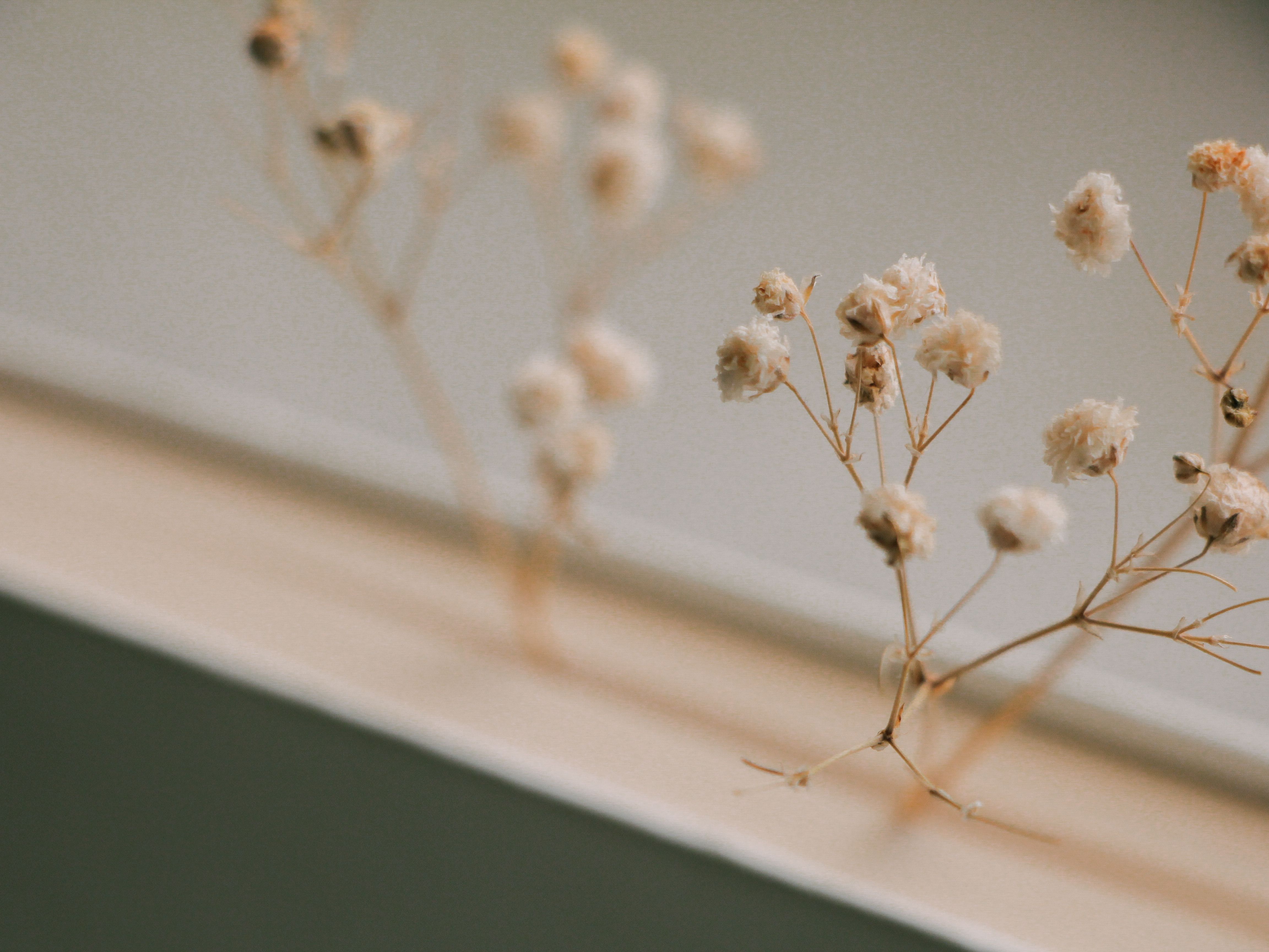 Droogbloemen in glazen vaas voor zomerdecor.