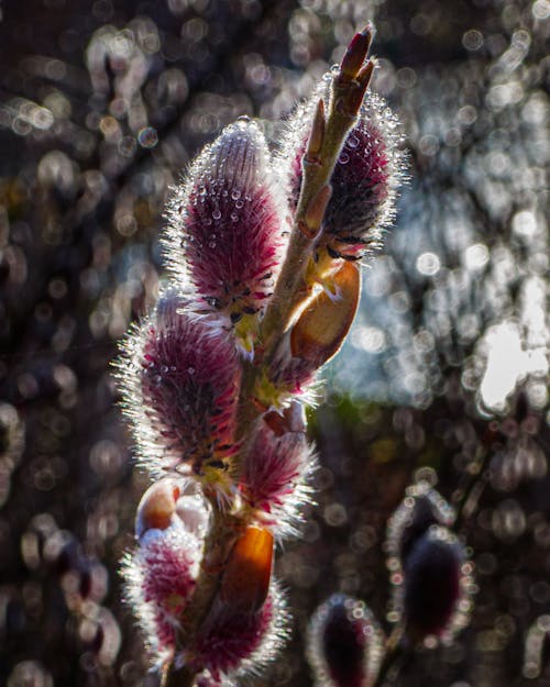 Backlit buds