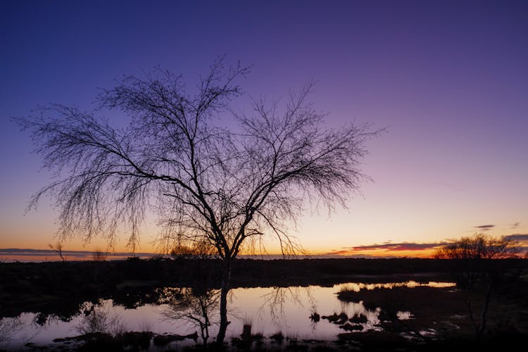 Single Tree By Lake At Sunset