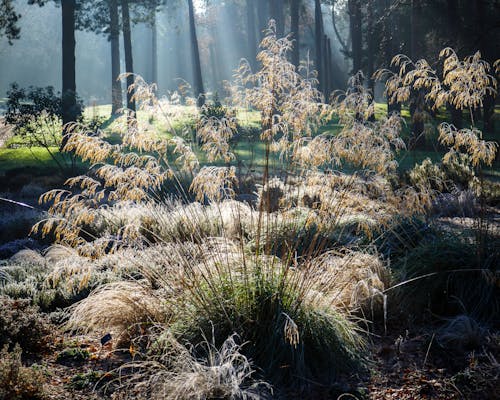 Bushes and Trees in Forest