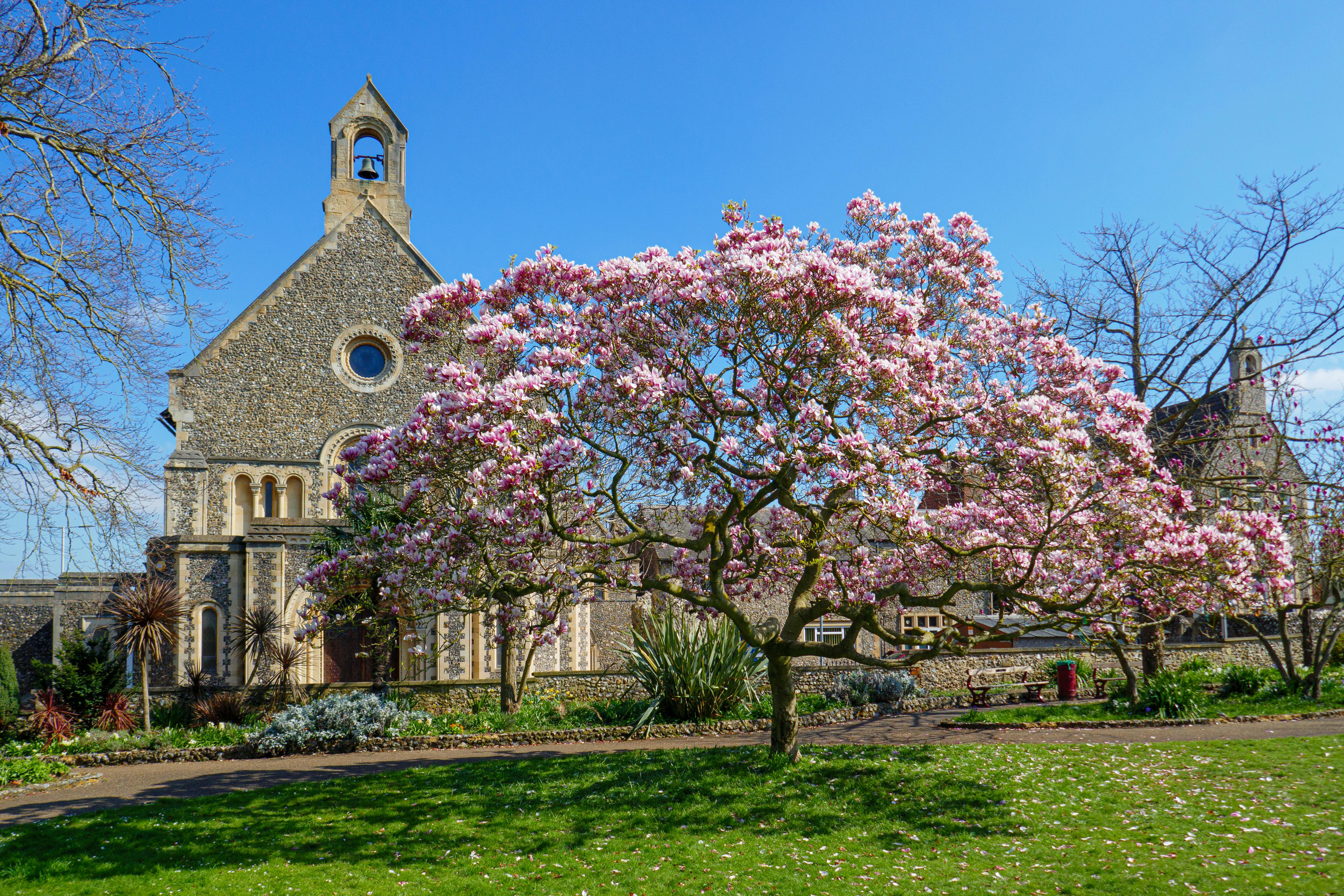 Cherry Tree near Church · Free Stock Photo