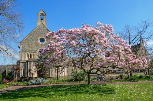 Cherry Tree near Church