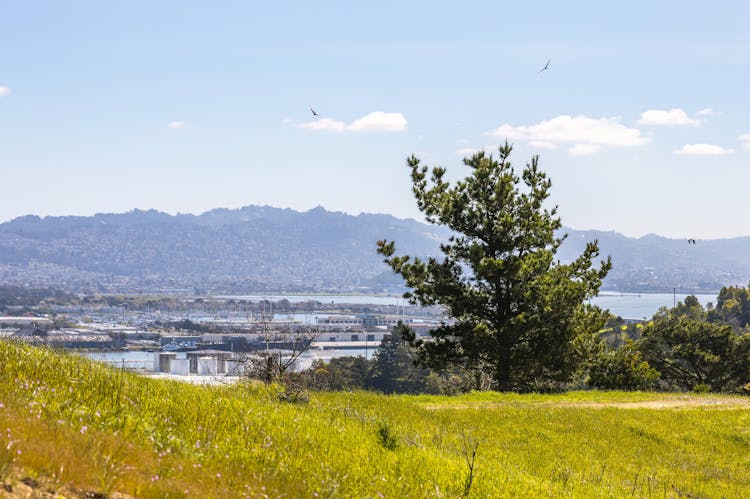 Grass And Trees Under Blue Sky With Town Behind