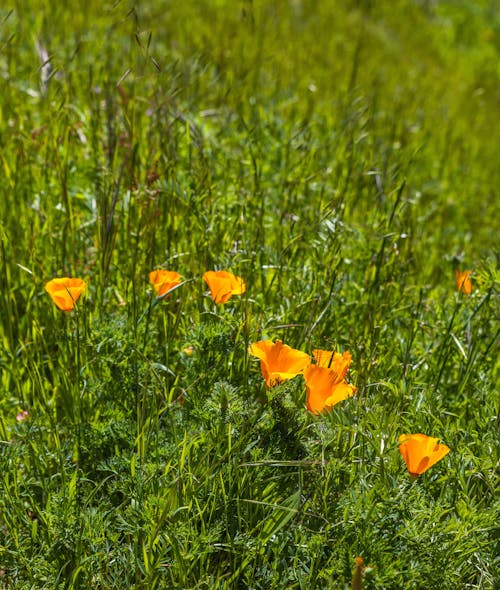 Yellow Poppies on a Grass Field 