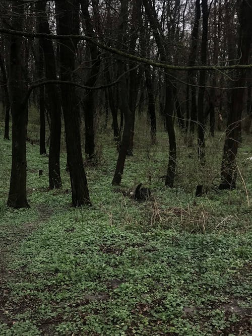 Fotobanka s bezplatnými fotkami na tému bezlistý, jeseň, lesy