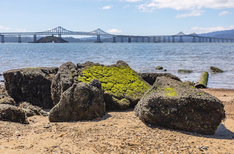 Rocks Covered In Moss On The Beach And The View Of Richmond-San Rafael Bridge In The Background