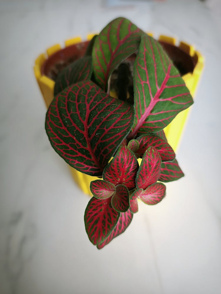 Close-up Of A Nerve Plant 