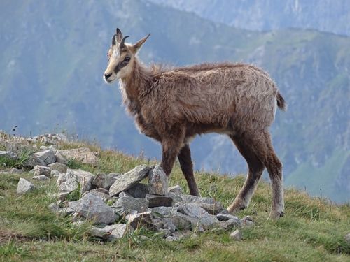 Free A chamois (Rupicapra rupicapra tatrica) stands on rocky terrain in the Tatra Mountains, Poland. Stock Photo