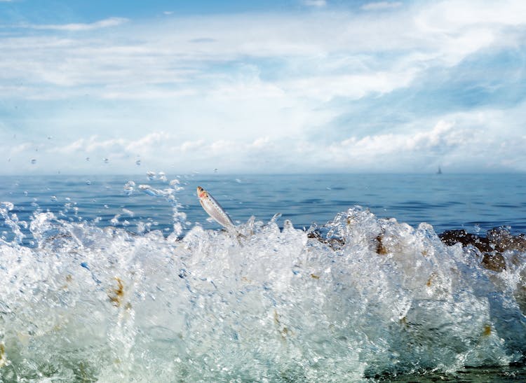 Grey Fish Jumping Out Of Water