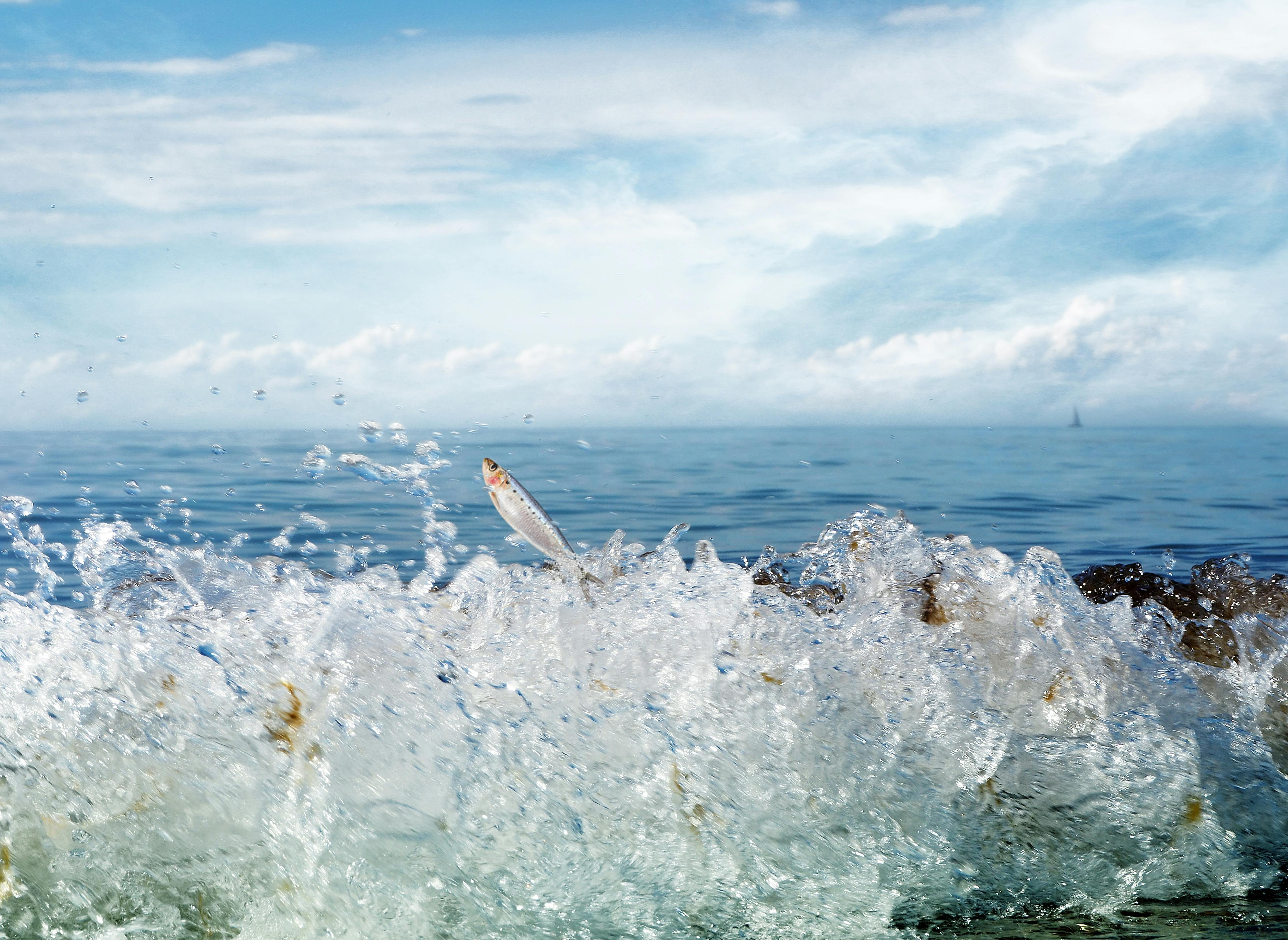 grey-fish-jumping-out-of-water-free-stock-photo