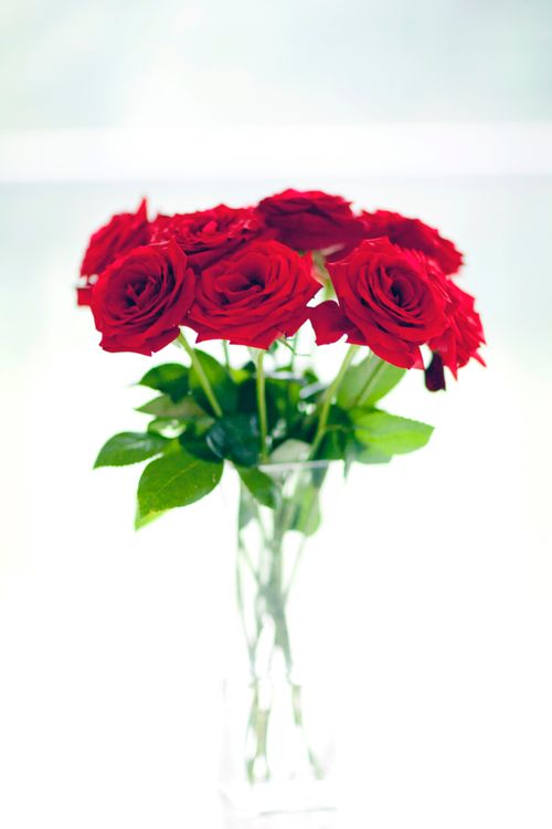 Free Beautiful bouquet of red roses in a clear glass vase on a white background, symbolizing love. Stock Photo