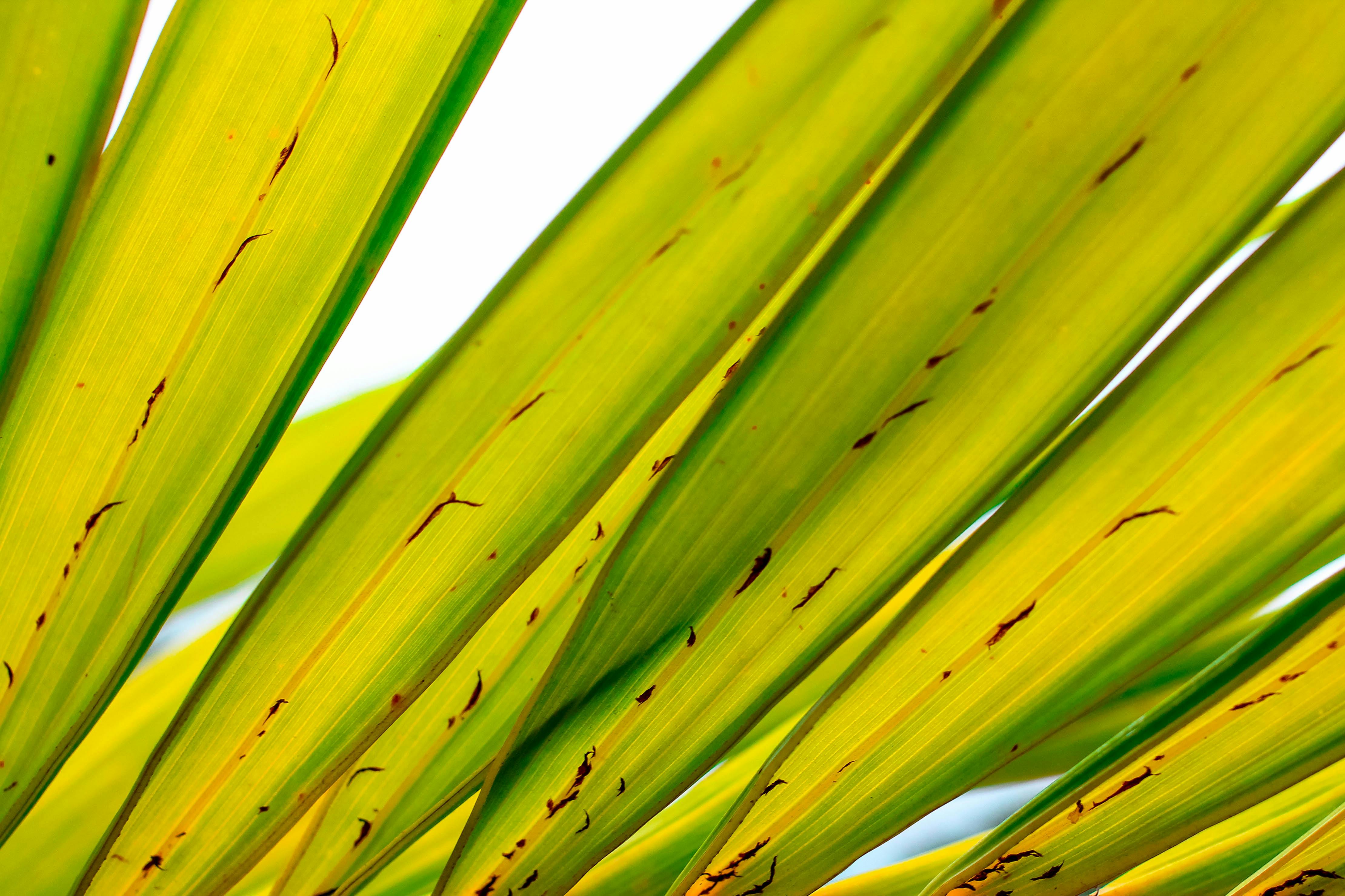 Free stock photo of green leaves, leaves, palm tree