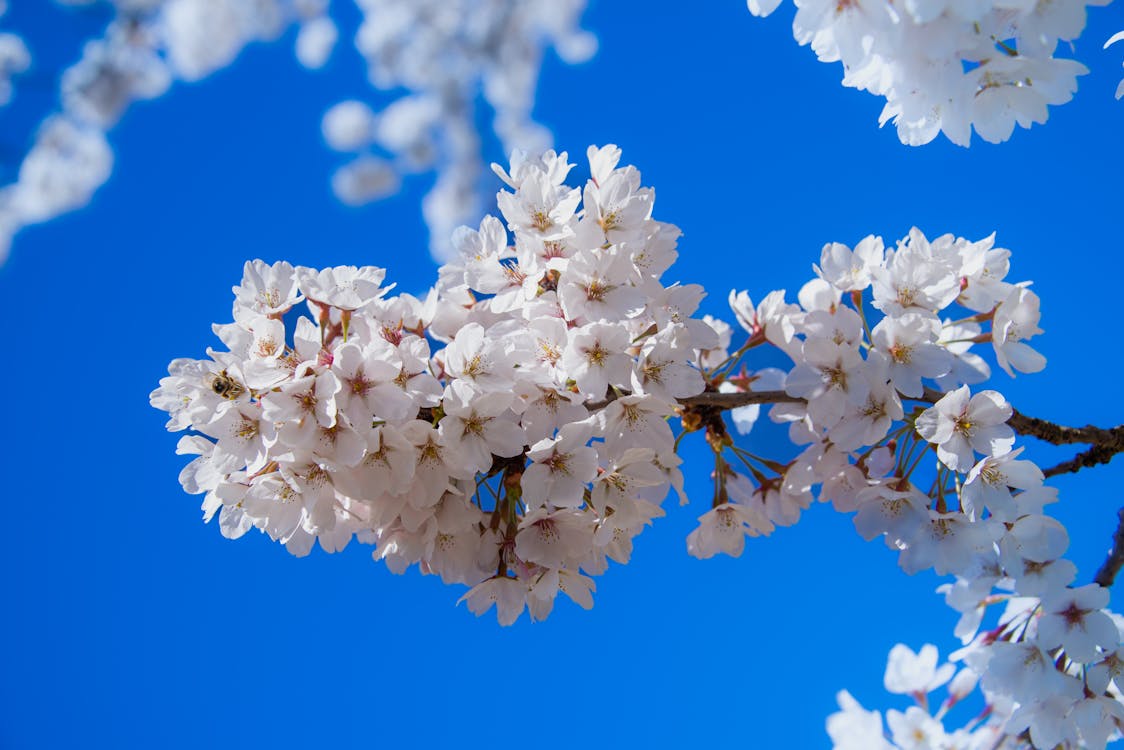 White Cherry Blossoms