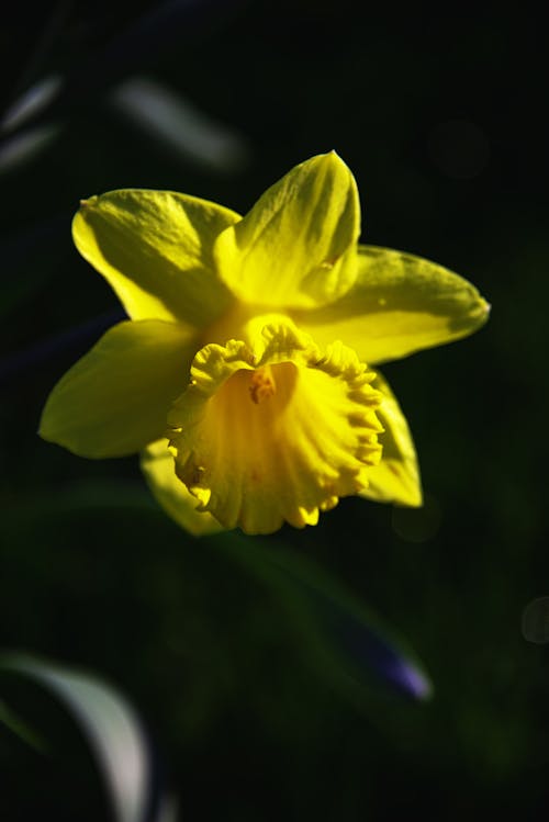 Yellow Daffodil in Nature