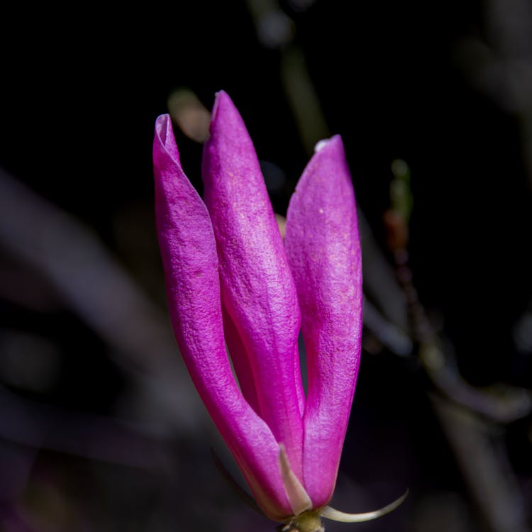 Purple Magnolia Flower