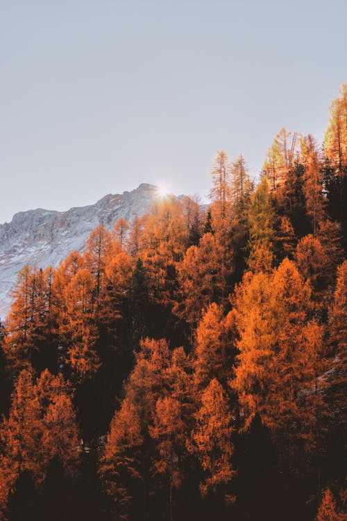 Luchtfotografie Van Oranje Bomen