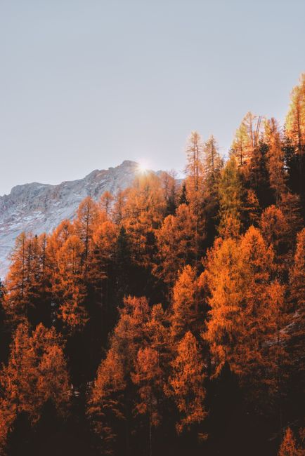 Breathtaking view of golden autumn trees against majestic mountains, perfect for nature lovers.