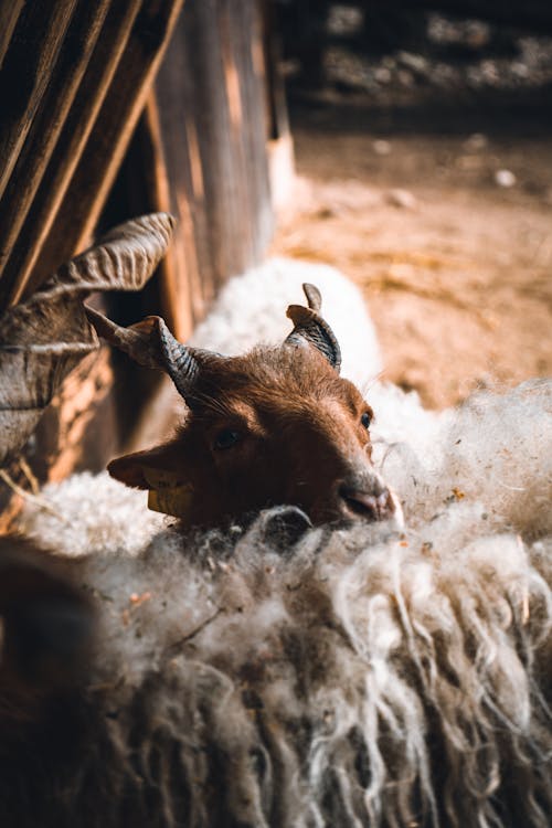 Head of Racka Sheep