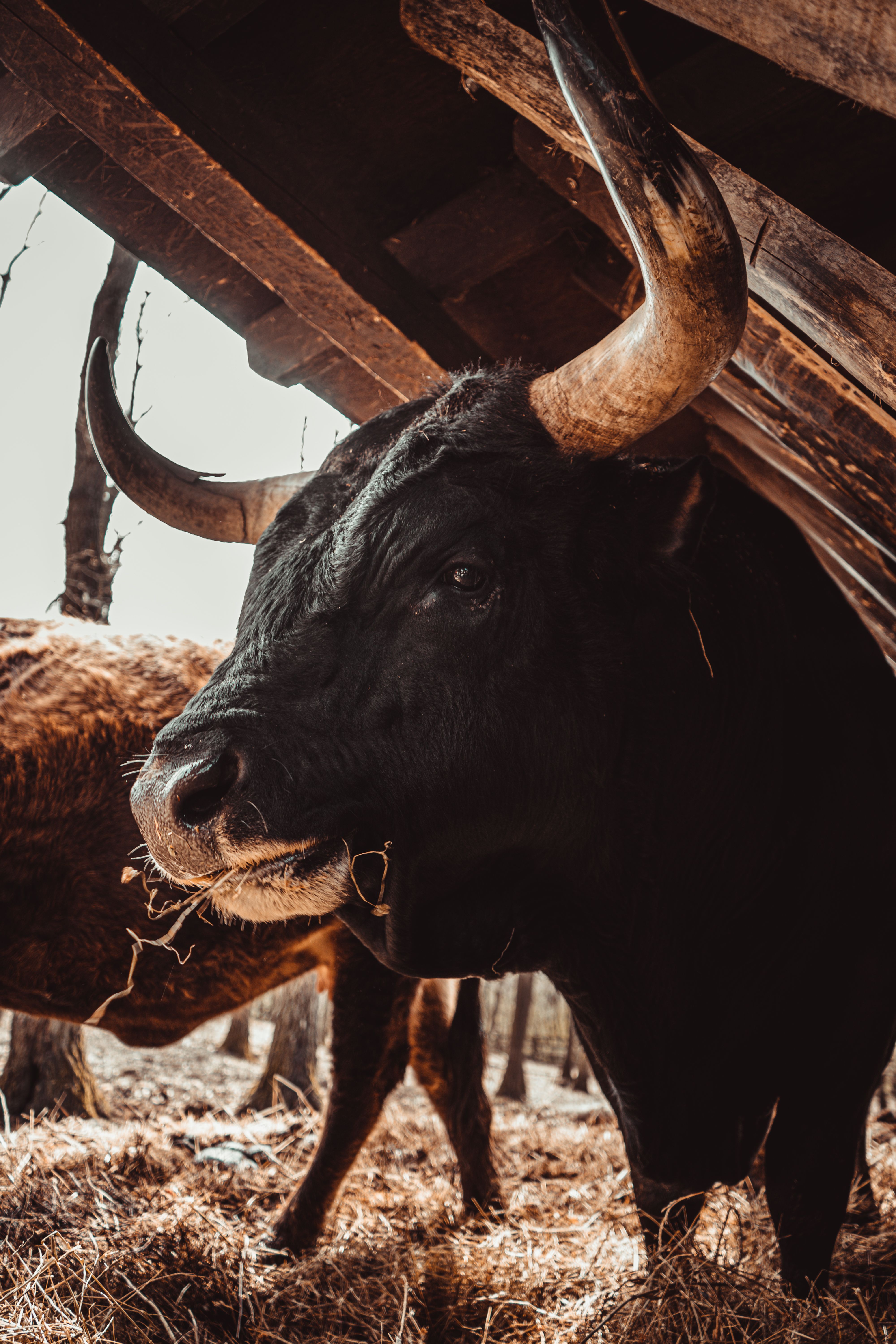 A close-up of a majestic black bull with large horns standing under a rustic barn roof.