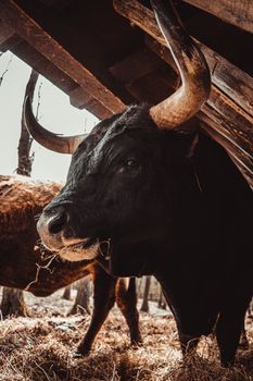 A close-up of a majestic black bull with large horns standing under a rustic barn roof.