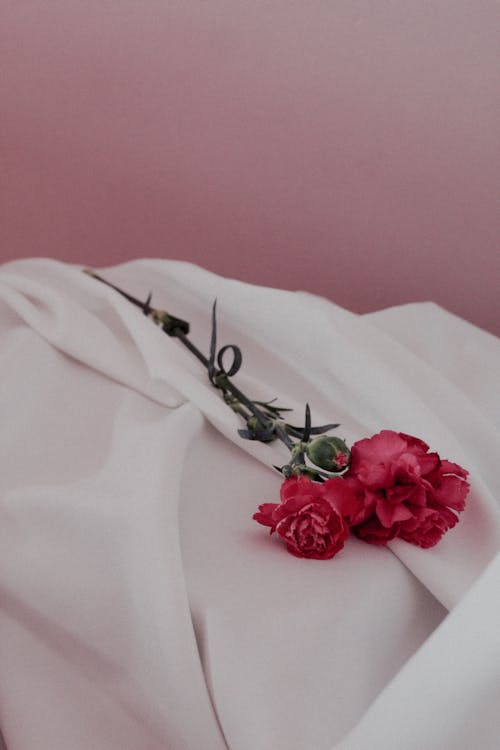 Red Carnation on White Cloth