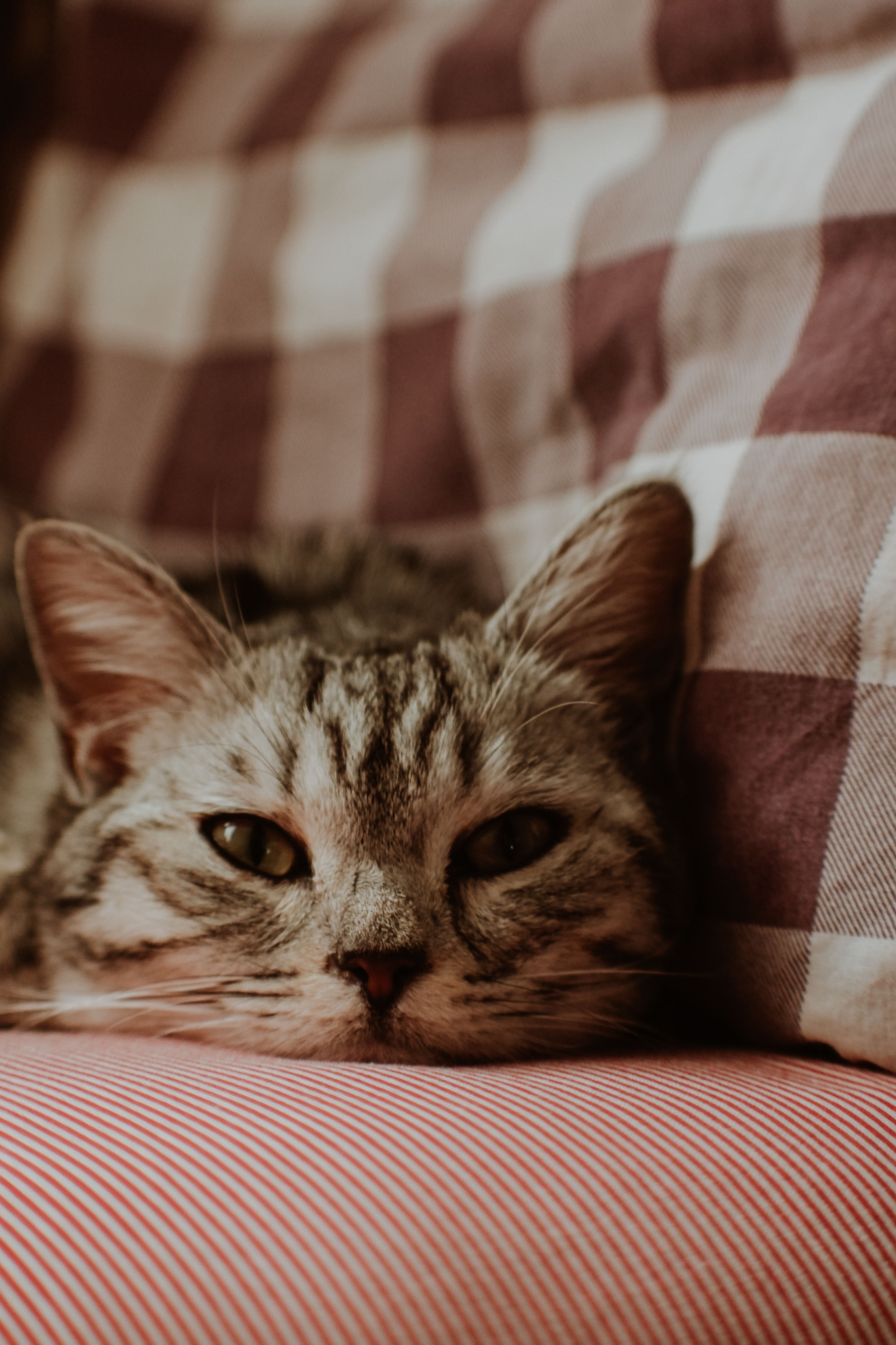 Close-up of a gray cat comfortably resting on a striped cushion with a soft focus background.